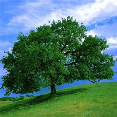 乐鱼app 体育正版手游app截图