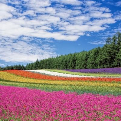 天游棋牌app下载安装