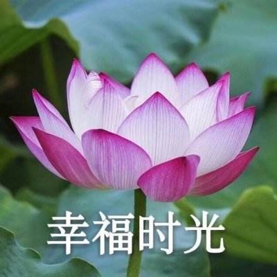 荣耀官网在线登录