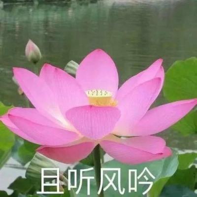 精灵战纪OL