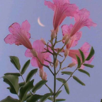 急速体育娱乐APP/手机APP下载