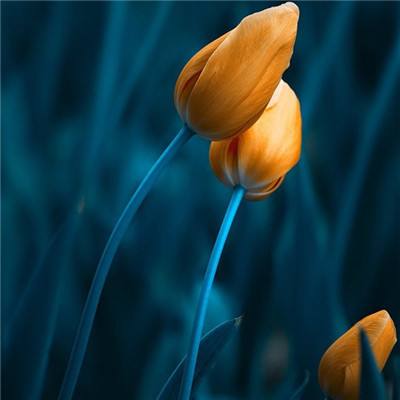 中集车辆2025年营收201.8亿元：“星链计划”圆满收官 “星辰计划”扬帆起航